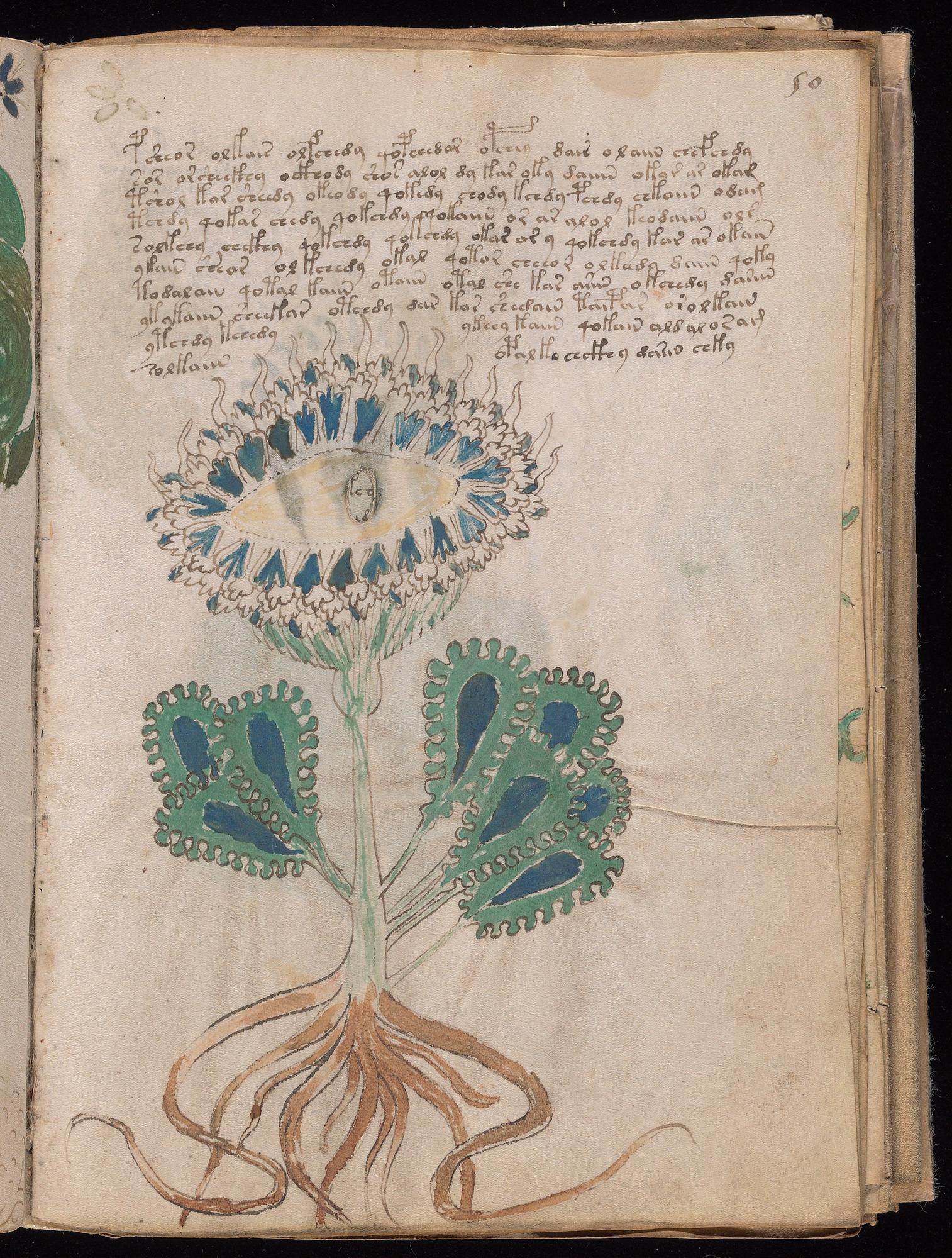 Voynich Manuscript folio f50r — Beinecke MS 408